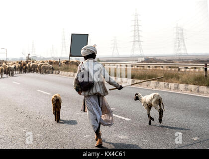 Berger avec les troupeaux de moutons sur l'autoroute Kutch Gujarat Inde Banque D'Images