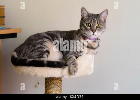 Chat rayé gris couché sur les meubles de chat. Chat tigré gris avec des yeux verts repose sur arbre de chat. Banque D'Images