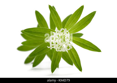 Sweet woodruff avec des fleurs fraîches isolées sur fond blanc Banque D'Images