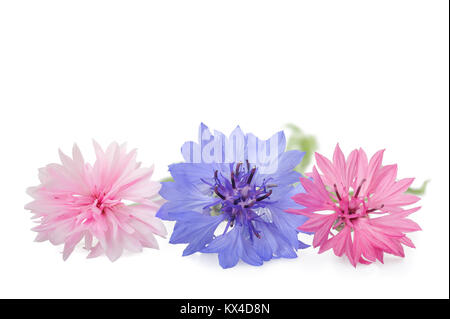 Bleuet bleu et rose isolated on white Banque D'Images