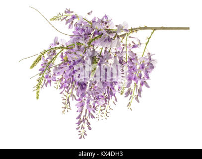 Les fleurs de glycine isolated on white Banque D'Images