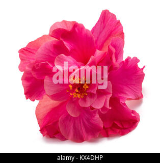 Pink Hibiscus rosa sinensis lit isolated on white Banque D'Images