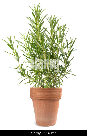 Rosemary plant in vase isolé sur fond blanc Banque D'Images