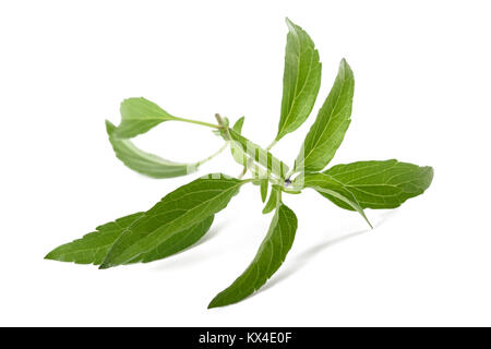 Salvia farinacea plant isolé sur fond blanc Banque D'Images