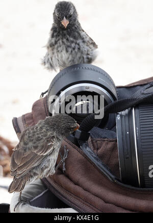 La masse moyenne des pinsons (Geospiza fortis) enquêter sur un sac photo. Cette espèce est endémique de Galápagos. San Cristóbal, Galapagos, Equateur. Banque D'Images