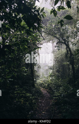 Des sentiers de randonnée dans la forêt de nuages de Monteverde, le Parc National de Monteverde, Puntarenas, Costa Rica Banque D'Images