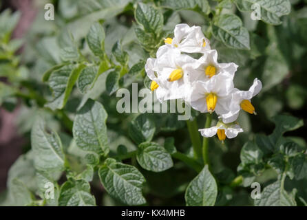 La floraison des patates sur le terrain avec de petites fleurs blanches. Banque D'Images