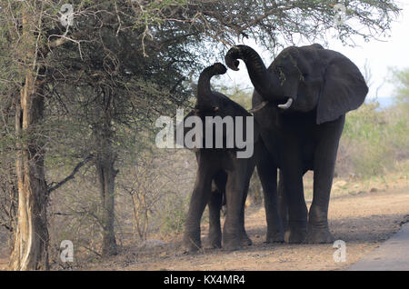 2 éléphants, un adulte et un jeune, d'aliments pour animaux à partir d'un arbre dans le Parc National Kruger en Afrique du Sud Banque D'Images