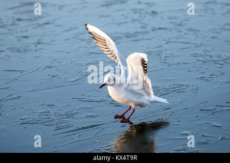 Burscough, Lancashire, Royaume-Uni. 7 janvier, 2018 UK Weather. Mouette les luttes pour la nourriture sur un couvert de glace glissante étang gelé après le froid la nuit dans les régions rurales de Lancashire. Après une glaciale les températures devraient commencer à se réchauffer avec percées de soleil plus tard dans la journée. /AlamyLiveNews MediaWordlImages Crédit : Banque D'Images