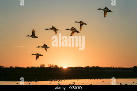 Burscough, Lancashire, UK Weather 7 Janvier.2018. Les volées de canards pilet retour à roost à Martin Mere nature réserver que les couchers de soleil sur une journée claire, des hivers froids. Ces oiseaux familiers marquer le changement de saison, avec l'arrivée de la migration de la signalisation des troupeaux le début de l'hiver froid. /AlamyLiveNews MediaWorldImages:crédit. Banque D'Images