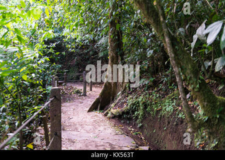 Sentier de randonnée, forêt tropicale, Mistico ponts suspendus d'Arenal Park, Parc National Volcan Arenal, province d'Alajuela, Costa Rica Banque D'Images