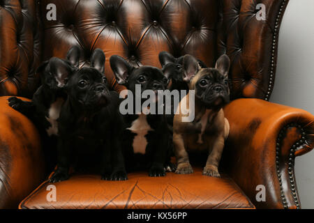 Cinq Chiots bulldog français sur une chaise Banque D'Images