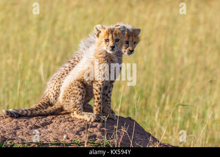 Cheetah cubs assis sur un moule de termites dans la savane Banque D'Images