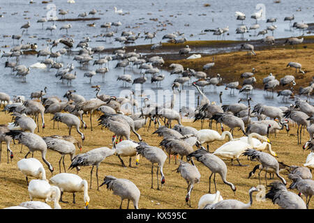 Grues au repos et de cygnes au lac hornborga en Suède au printemps Banque D'Images