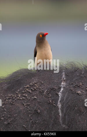 Red ox pecker sur buffle Banque D'Images