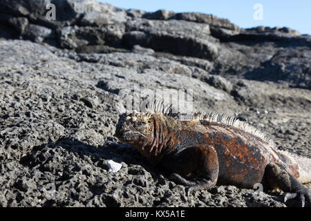 Iguane marin (Amblyrhynchus cristatus ), mâle adulte, Chinese Hat Island, îles Galapagos Équateur Amérique du Sud Banque D'Images