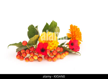 La direction générale de la viorne aux fruits rouges et des feuilles avec des fleurs roses et jaunes sur fond blanc Banque D'Images