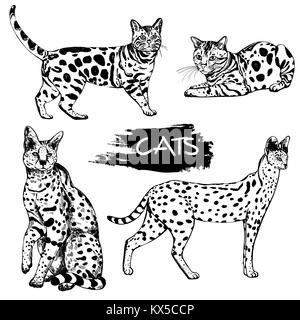 Style croquis dessinés à la main et les chats bengal servals. Vector illustration isolé sur fond blanc. Illustration de Vecteur