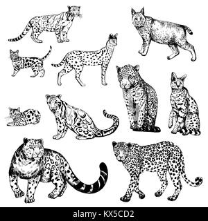 Style croquis dessinés à la main, la panthère nébuleuse, chat bengal, Leopard, le serval, le lynx et Snow Leopard. Vector illustration isolé sur fond blanc. Illustration de Vecteur