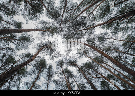 Désaturés grands pins dans une forêt avec sky Banque D'Images