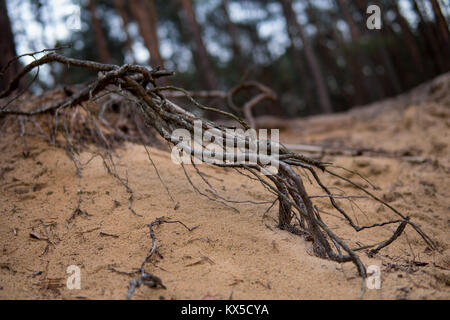 Close up of small pine tree racines dans un sol sableux Banque D'Images