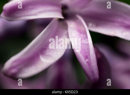 Macro-vision des pétales de jacinthe pourpre avec des gouttes de pluie sur elle Banque D'Images