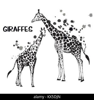 Jeu de croquis dessinés à la main, des girafes. Vector illustration isolé sur fond blanc. Illustration de Vecteur