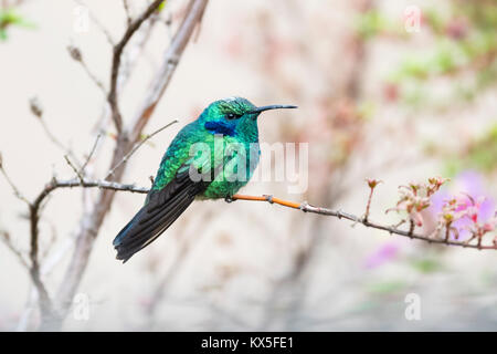 Le hibou violet (Hummingbird Colibri coruscans), Costa Rica Banque D'Images