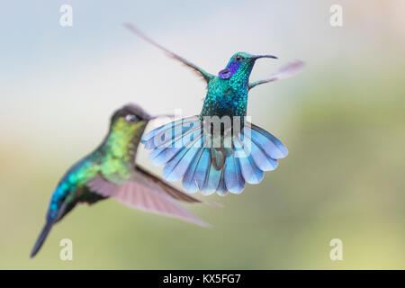 Le hibou violet (Hummingbird Colibri coruscans) en vol, le Costa Rica Banque D'Images