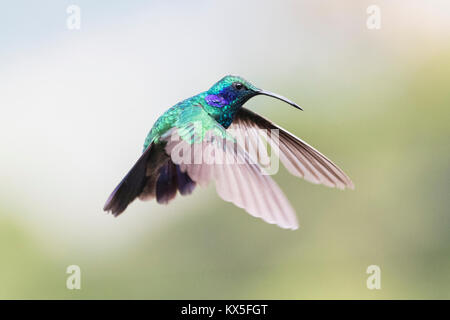 Le hibou violet (Hummingbird Colibri coruscans) en vol, le Costa Rica Banque D'Images