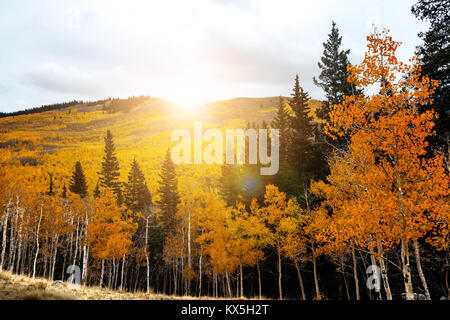 Le soleil brille derrière golden in Colorado Rocky Mountain forest landscape scene Banque D'Images