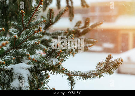 Hiver gel. L'hiver, hiver. un dépôt de petits cristaux de glace blanche formée sur le terrain ou d'autres surfaces lorsque la température devient inférieure à Banque D'Images