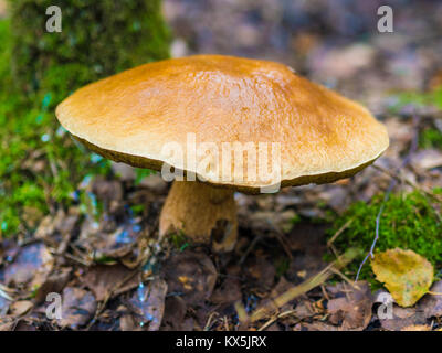 Champignon magnifique, Moss & Toadstools de Finlande Forêts Banque D'Images