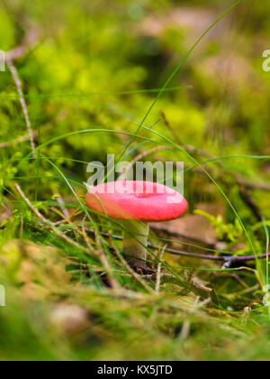 Champignon magnifique, Moss & Toadstools de Finlande Forêts Banque D'Images
