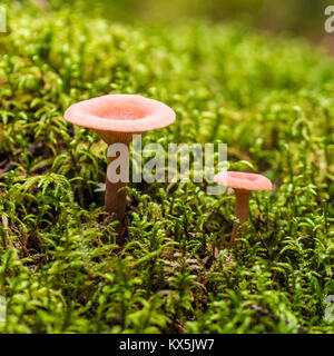 Champignon magnifique, Moss & Toadstools de Finlande Forêts Banque D'Images