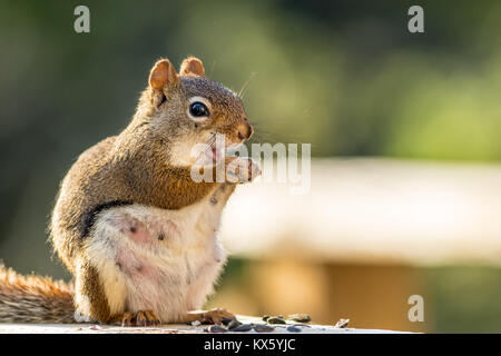 S'attendant Écureuil roux (Tamiasciurus hudsonicus) semble sourire comme elle bénéficie d''un snack-contre fond vert Banque D'Images