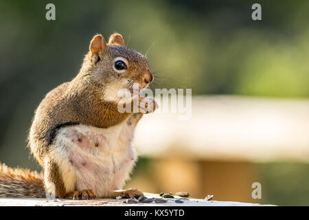 S'attendant Écureuil roux (Tamiasciurus hudsonicus) semble sourire comme elle bénéficie d''un snack-contre fond vert Banque D'Images