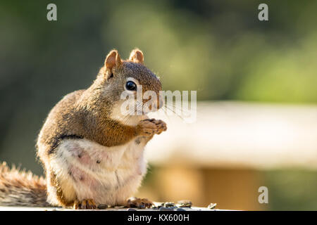 S'attendant Écureuil roux (Tamiasciurus hudsonicus) semble sourire comme elle bénéficie d''un snack-contre fond vert Banque D'Images