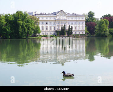 Canard colvert de détente sur le lac de Leopoldskroner Weiher, Salzbourg, Autriche Banque D'Images