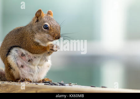 S'attendant Écureuil roux (Tamiasciurus hudsonicus) semble sourire comme elle bénéficie d''un snack-contre bleu et blanc Banque D'Images