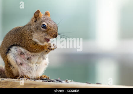 S'attendant Écureuil roux (Tamiasciurus hudsonicus) semble sourire comme elle bénéficie d''un snack-contre bleu et blanc Banque D'Images