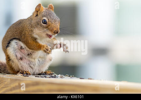 S'attendant Écureuil roux (Tamiasciurus hudsonicus) semble sourire comme elle bénéficie d''un snack-contre bleu et blanc Banque D'Images