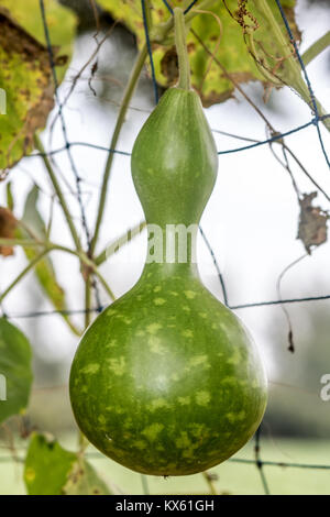 Lagenaria siceraria (Molina) Standl, calebasse, hanging on stem Banque D'Images