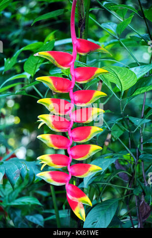 Hanging Lobster Claw (Heliconia Rostrata) dans la jungle tropicale, au Laos Banque D'Images