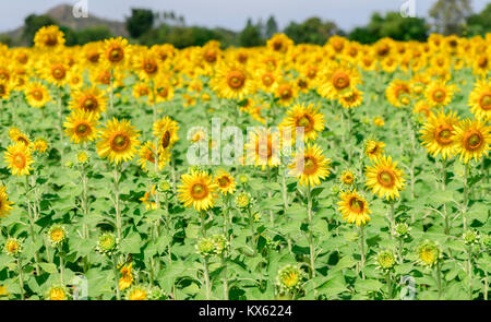 Belle de champs de tournesols, les célèbres attractions fleur sur l'hiver à Lop Buri province Banque D'Images