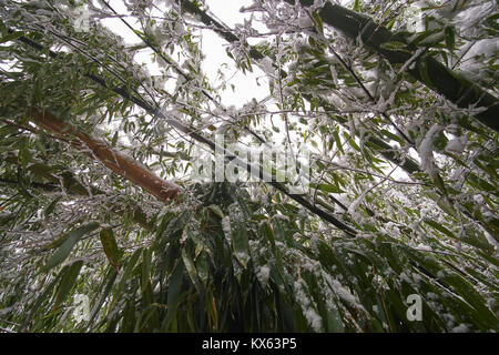 En vertu de l'article et à la recherche jusqu'à tiges de bambou avec lourds nouvelle neige Banque D'Images