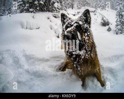 Berger Allemand couvert de neige, Cortina D'Ampezzo, Italie Banque D'Images