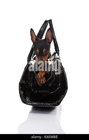 Pinscher nain charmant emplacement in woman's bag, isolé sur fond blanc Banque D'Images