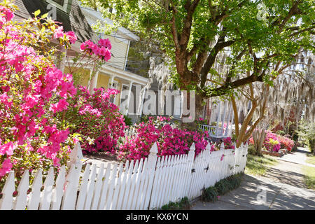 Quartier de la Wilmington, Caroline du Nord. Azalée rose buissons et mousse espagnole pendant du arbres. Banque D'Images