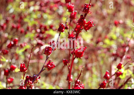 Fruits hibiscus sabdariffa, roselle fleur dans le domaine Banque D'Images